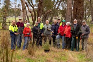 Woodend residents help grow rare black gum population