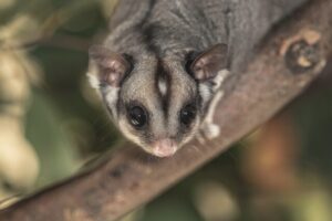 Wildlife carers benefit