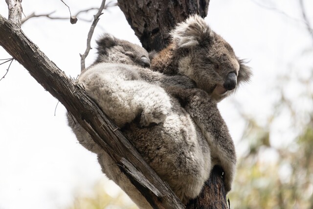 High number of koala roadstrikes in Ranges