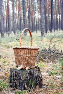 Fungi feasts best found by foragers in the know