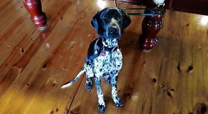 Volunteers gear up to find Freo