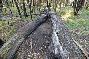 Police hunt Karen’s killer