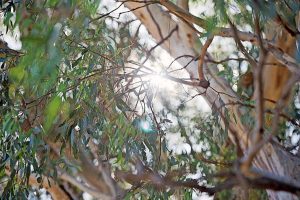 Feedback deadline extended for Macedon Ranges planning protection