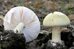 Beware the poison mushroom