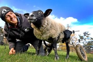 Lancefield lamb raises the baaa