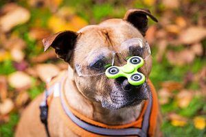 Sunbury staffy Axle is the king of spin