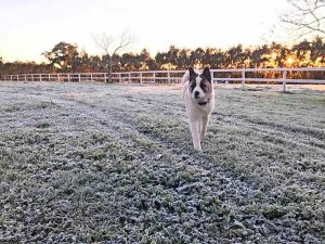 Icy tales of Macedon Ranges’ cold snap