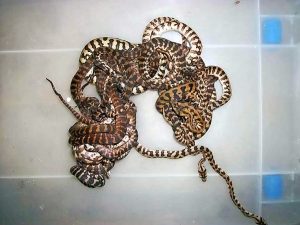 Gisborne man convicted for reptile smuggling