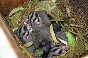 Black Hill revival thrives