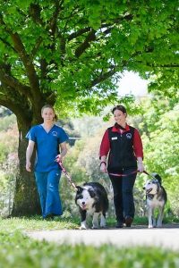 Gisborne’s Paws in the Park fundraiser