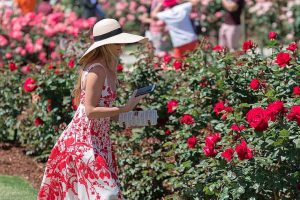 Rose show a blooming success
