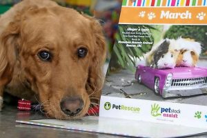 Paw-traits fundraise for PetRescue