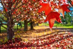 Autumn’s a fine season in Macedon