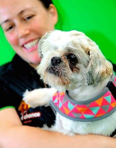 Sunbury pet registration tags to last a lifetime