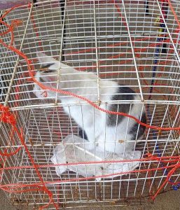 RSPCA investigates dumped cat