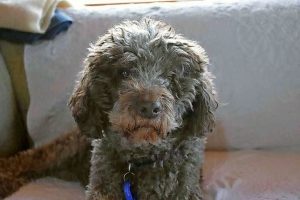 Hope alive in Sienna search