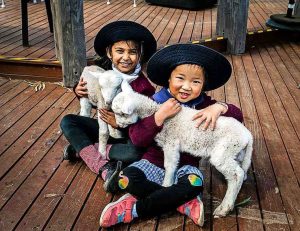 Baaa-ck for more these school holidays