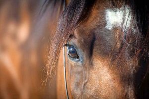 Hooves hit the roads