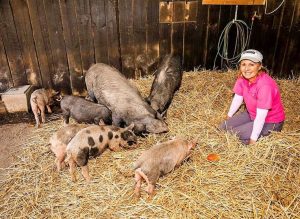 Little piggies find home