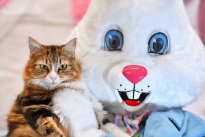 Pets with cat-titude