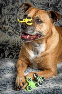 A very appealing pooch