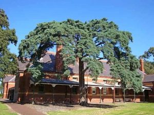 Sunbury tree branches into rare territory