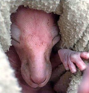 Rescuer slams kangaroo attacks