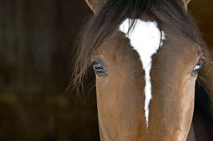 8 things to do in Sunbury/Macedon Ranges