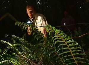 Mount Macedon nightwalkers welcomed