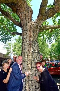 Lights and upgrades help O’Shanassy Street shine