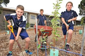 Sunbury students’ plum job