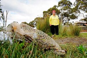 Rare birds threatened by fishing waste